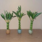 Artificial plants green lucky bamboo fake bonsai horticulture outdoor living room table aesthetic space wedding home decoration - Image 5