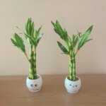 Artificial plants green lucky bamboo fake bonsai horticulture outdoor living room table aesthetic space wedding home decoration