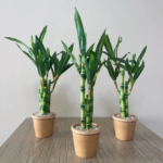 Artificial plants green lucky bamboo fake bonsai horticulture outdoor living room table aesthetic space wedding home decoration - Image 4