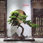 Artificial Greeting Pine Podocarpus Macrophyllus Fake Trees Greenery Bonsai  Hall New Chinese Style Soft Decoration Ornaments - Image 4